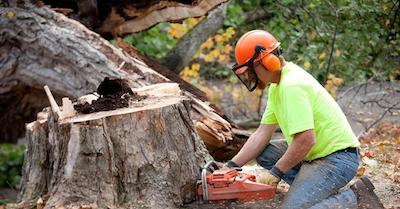 stump removal in Hempstead