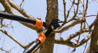 Hempstead tree pruning