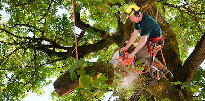 tree trimming in Hempstead, NY